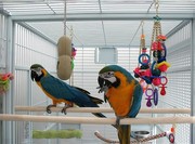 Last Pair of Macaws to Go ( Fairly priced)