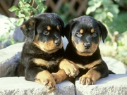 We have German Rottweiler puppies available